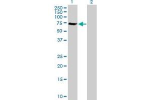 Western Blot analysis of GGA1 expression in transfected 293T cell line by GGA1 MaxPab polyclonal antibody. (GGA1 antibody  (AA 1-552))
