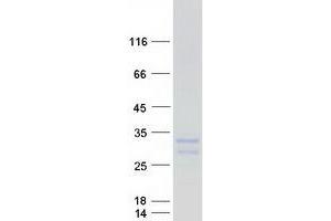 Western Blotting (WB) image for Interleukin 24 (IL24) (Transcript Variant 1) protein (Myc-DYKDDDDK Tag) (ABIN2723685)