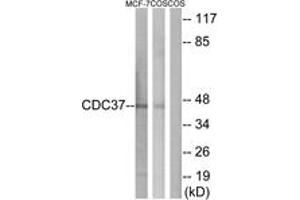 Western Blotting (WB) image for anti-Cell Division Cycle 37 Homolog (S. Cerevisiae) (CDC37) (AA 1-50) antibody (ABIN2879112) (CDC37 antibody  (AA 1-50))