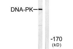 Western Blotting (WB) image for anti-Protein Kinase, DNA-Activated, Catalytic Polypeptide (PRKDC) (C-Term) antibody (ABIN1848510) (PRKDC antibody  (C-Term))