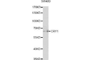 Western blot analysis of extracts of SW480 cells, using CRY1 antibody (ABIN6291957) at 1:1000 dilution.