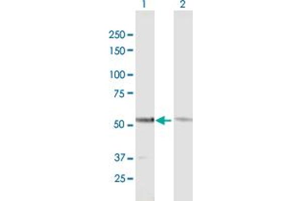 GTF2E1 antibody  (AA 1-439)