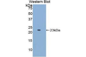 Western Blotting (WB) image for anti-Apolipoprotein E (APOE) (AA 19-181) antibody (ABIN1077824) (APOE antibody  (AA 19-181))