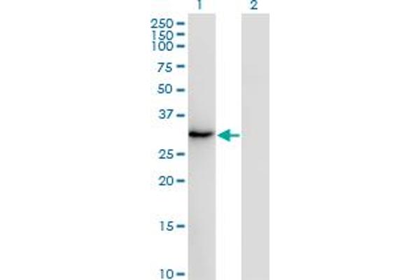 SSX2 antibody  (AA 1-223)