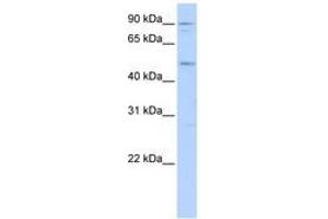 Image no. 1 for anti-Myocyte Enhancer Factor 2A (MEF2A) (AA 72-121) antibody (ABIN6742445) (MEF2A antibody  (AA 72-121))