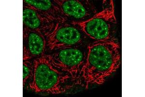 Immunofluorescent staining of RT-4 cells with GRHL2 polyclonal antibody  (Green) shows positivity in plasma membrane and nucleus but excluded from the nucleoli. (GRHL2 antibody)
