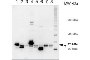 Western Blotting (WB) image for anti-Chlorophyll a-b binding protein (lhcb1) antibody (ABIN93510) (Lhcb1 antibody)