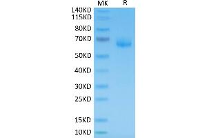 Human LILRB4 on Tris-Bis PAGE under reduced condition. (LILRB4 Protein (AA 22-256) (Fc Tag))