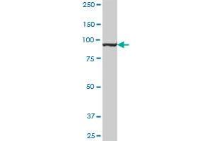 MTHFD1 antibody  (AA 1-935)