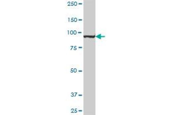 MTHFD1 antibody  (AA 1-935)