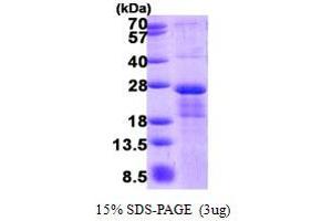 Image no. 1 for Chromosome 7 Open Reading Frame 49 (C7ORF49) protein (His tag) (ABIN6387159) (C7orf49 Protein (His tag))