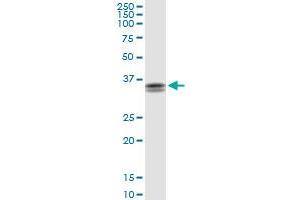 STX11 MaxPab rabbit polyclonal antibody. (Syntaxin 11 antibody  (AA 1-287))