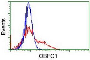 HEK293T cells transfected with either RC200778 overexpress plasmid (Red) or empty vector control plasmid (Blue) were immunostained by anti-OBFC1 antibody (ABIN2454844), and then analyzed by flow cytometry. (OBFC1 antibody)