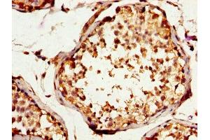 IHC image of ABIN7170472 diluted at 1:200 and staining in paraffin-embedded human testis tissue performed on a Leica BondTM system. (SPA17 antibody  (AA 1-146))