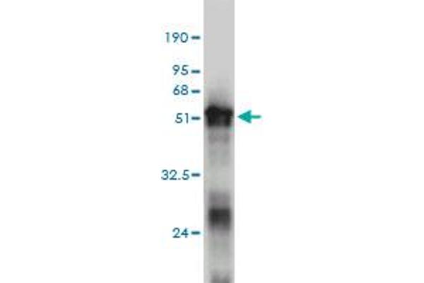 RNF114 antibody  (AA 1-228)