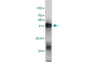 Western Blot detection against Immunogen (50. (RNF114 antibody  (AA 1-228))