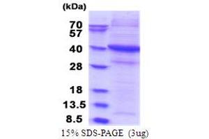 SDS-PAGE (SDS) image for Signal-Regulatory Protein gamma (SIRPG) (AA 29-360) protein (His tag) (ABIN5853791)