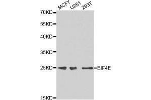 Western blot analysis of extracts of various cell lines, using EIF4E antibody. (EIF4E antibody)