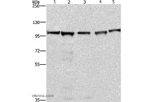 Western blot analysis of 293T, A549, Raji, K562 and NIH/3T3 cell, using MCM6 Polyclonal Antibody at dilution of 1:433.