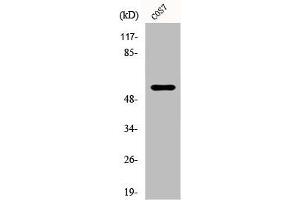 Western Blot analysis of COS7 cells using CYP4X1 Polyclonal Antibody (CYP4X1 antibody  (Internal Region))