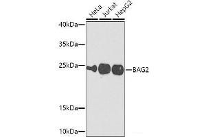 Western blot analysis of extracts of various cell lines using BAG2 Polyclonal Antibody at dilution of 1:1000. (BAG2 antibody)