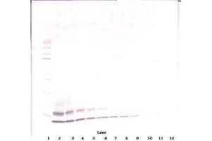Image no. 1 for anti-Chemokine (C-C Motif) Ligand 4 (CCL4) antibody (ABIN465809) (CCL4 antibody)