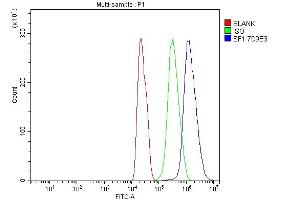 Flow Cytometry analysis of C6 cells using anti-splicing factor 1 antibody (ABIN7600194). (Splicing Factor 1 antibody  (AA 160-266))