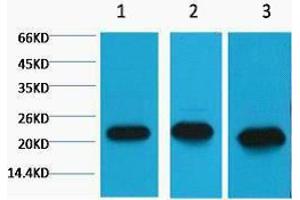 Western Blotting (WB) image for anti-Peroxiredoxin 1 (PRDX1) antibody (ABIN3181182) (Peroxiredoxin 1 antibody)