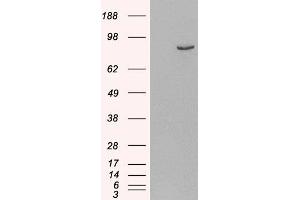 HEK293 overexpressing Human PDE4B (ABIN5454234) and probed with ABIN185574 (mock transfection in first lane). (PDE4B antibody  (C-Term))