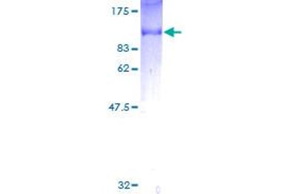 SH2D3C Protein (AA 1-703) (GST tag)