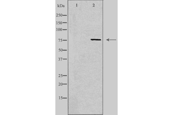 SYTL4 antibody  (Internal Region)