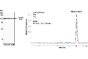 Western Blotting (WB) image for anti-Tripartite Motif Containing 28 (TRIM28) (pSer824) antibody (ABIN7454038)
