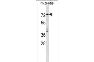 TRIM41 Antibody (C-term) (ABIN1537476 and ABIN2849008) western blot analysis in mouse testis tissue lysates (35 μg/lane). (TRIM41 antibody  (C-Term))