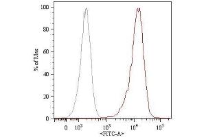 Surface staining (flow cytometry) of HUVEC (human umbilical vein endothelial cells) with anti-human CD105 (MEM-226) FITC. (Endoglin antibody  (FITC))