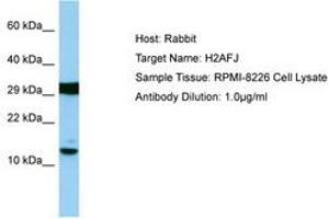 Image no. 1 for anti-H2A Histone Family, Member J (H2AFJ) (AA 13-62) antibody (ABIN6750106)
