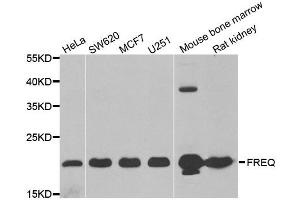 Western blot analysis of extracts of various cell lines, using NCS1 antibody. (NCS1 antibody)
