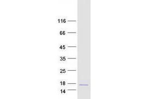 Validation with Western Blot (alpha Defensin 1 Protein (Myc-DYKDDDDK Tag))