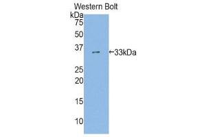 Western Blotting (WB) image for anti-Aryl Hydrocarbon Receptor (AHR) (AA 128-399) antibody (ABIN1857949)