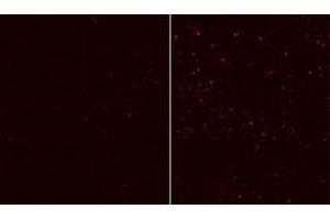 Immunofluorescent staining of HEK cells reacted with ATG12 monoclonal antibody  at 1:10-1:50 dilution. (ATG12 antibody)