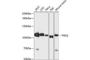 Western blot analysis of extracts of various cell lines using HEL308 Polyclonal Antibody at dilution of 1:3000. (HEL308 antibody)