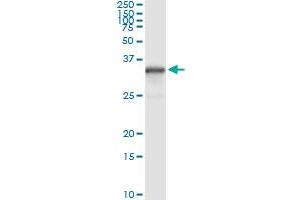 Immunoprecipitation of NQO1 transfected lysate using anti-NQO1 monoclonal antibody and Protein A Magnetic Bead , and immunoblotted with NQO1 MaxPab rabbit polyclonal antibody. (NQO1 antibody  (AA 1-274))