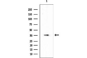 Western blot analysis of lysates from Mouse testis, using VEGFD Mouse Monoclonal Antibody at 1/1000 dilution.