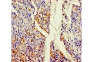 Immunohistochemistry of paraffin-embedded human pancreatic tissue using ABIN7159826 at dilution of 1:100 (ALDH1L2 antibody  (AA 263-562))