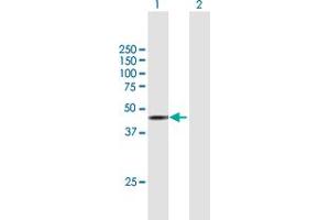 Western Blot analysis of STK17B expression in transfected 293T cell line by STK17B MaxPab polyclonal antibody.