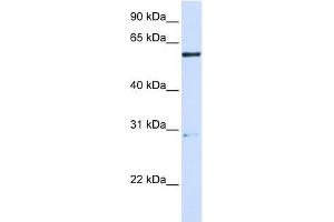 MANEA antibody used at 1 ug/ml to detect target protein. (MANEA antibody  (Middle Region))