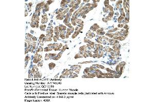 Human Muscle (ACVR1 antibody  (N-Term))