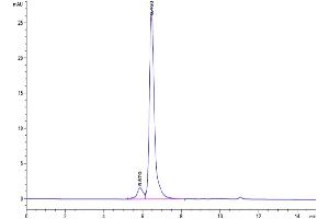The purity of Human ILDR2 is greater than 92 % as determined by SEC-HPLC. (ILDR2 Protein (AA 21-184) (Fc Tag))