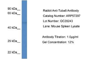 Western Blotting (WB) image for anti-Tubulin, alpha 8 (TUBA8) (N-Term) antibody (ABIN2787159) (TUBA8 antibody  (N-Term))