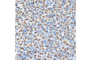Immunohistochemistry of paraffin-embedded rat stomach using B Rabbit mAb (ABIN7265767) at dilution of 1:100 (40x lens).
