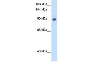 WB Suggested Anti-NR3C2 Antibody Titration:  1. (NR3C2 antibody  (Middle Region))